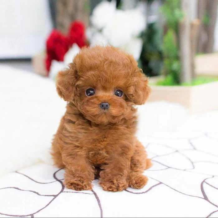 Realistic Plush Teddy Dog, Lucky Puppy Toy