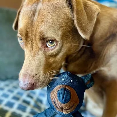 Durable Chew Toy for Dogs, BearTough Design