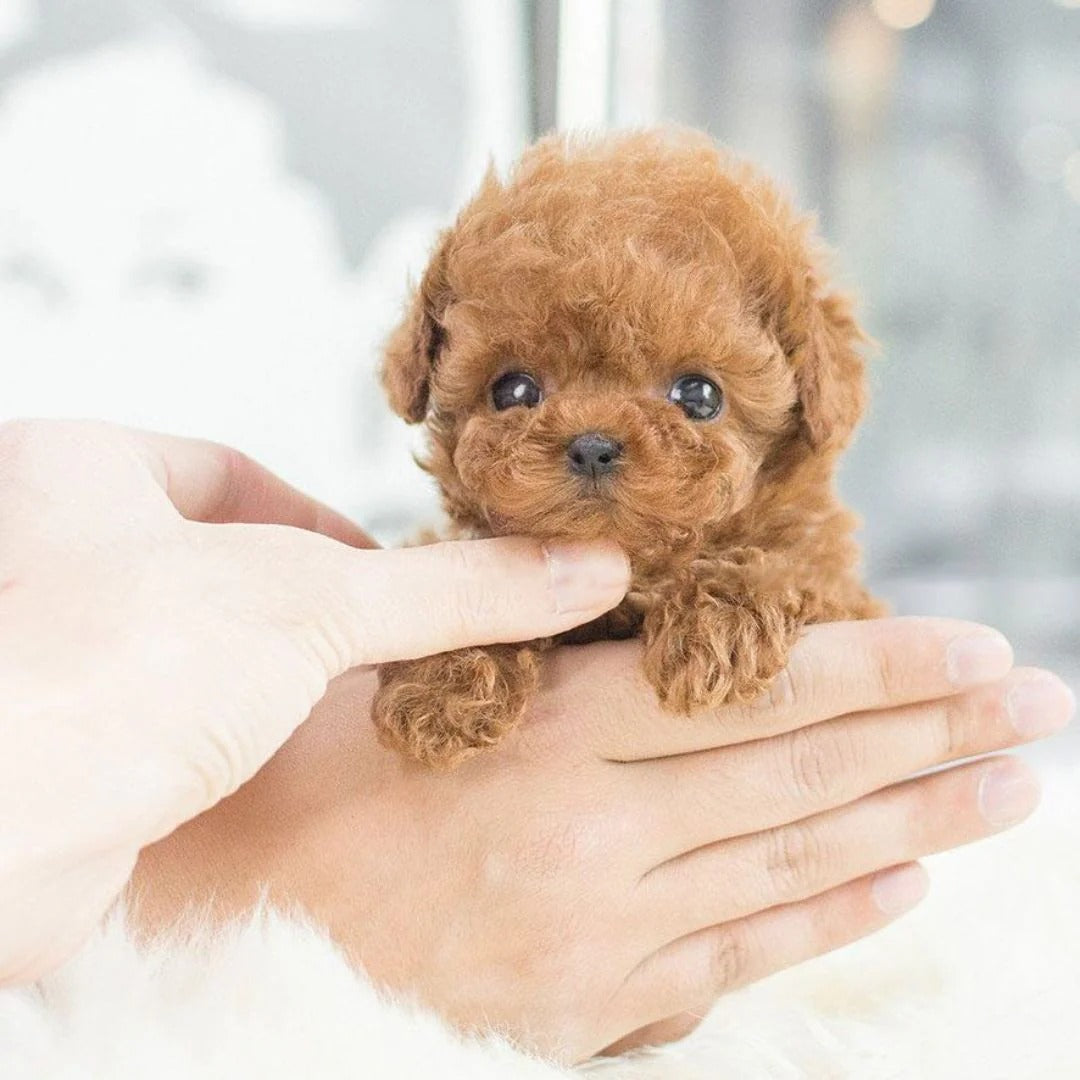 Realistic Robotic Puppy Toy with Interactive Features