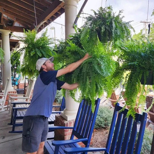Artificial Boston Fern for Porch and Balcony Decoration