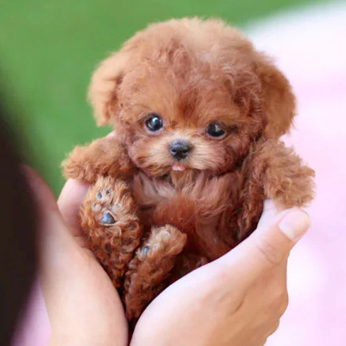 Interactive Robot Puppy Toy, Realistic Companion for Kids