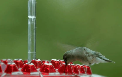 Ant Proof Hummingbird Feeder with Hanging Hook