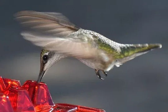 Ant Proof Hummingbird Feeder with Hanging Hook