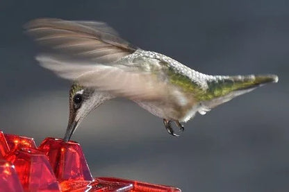 Ant Proof Hummingbird Feeder with Hanging Hook