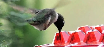 Ant Proof Hummingbird Feeder with Hanging Hook