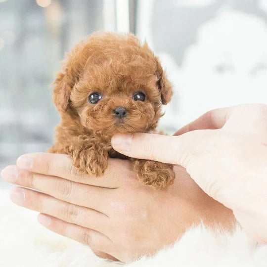 Realistic Robotic Puppy