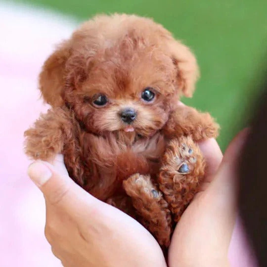 Realistic Robotic Puppy