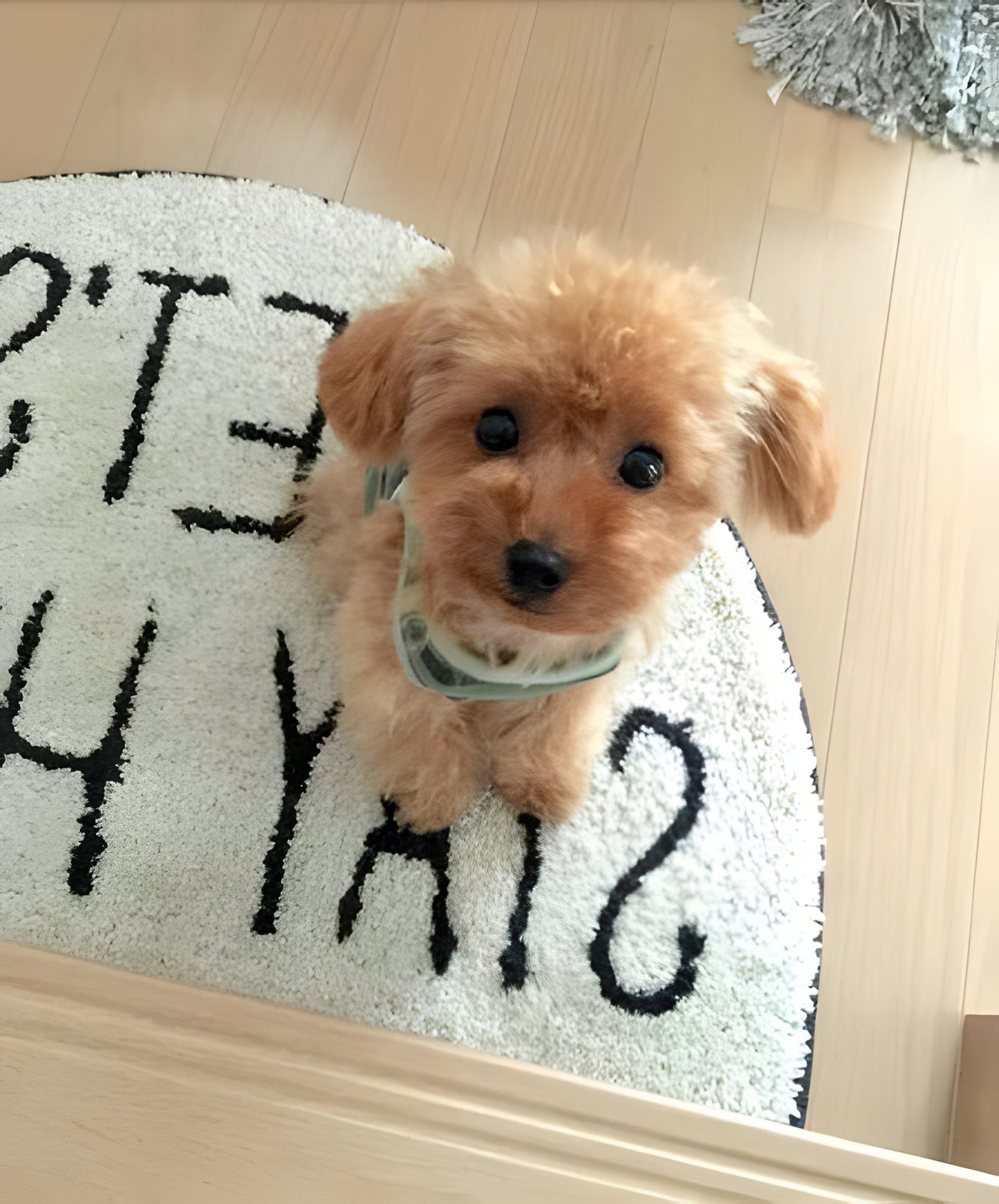Realistic Plush Teddy Dog, Lucky Puppy Toy