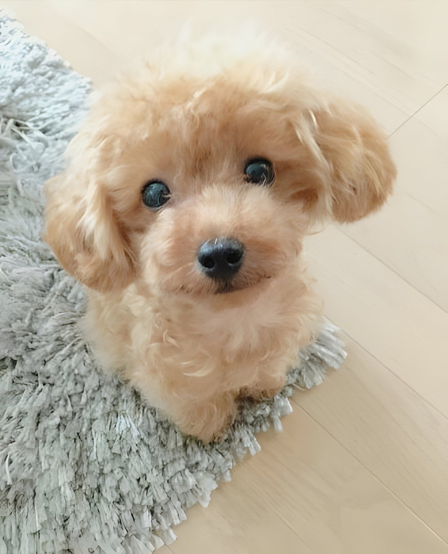 Realistic Plush Teddy Dog, Lucky Puppy Toy