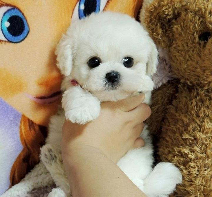 Realistic Plush Teddy Dog, Lucky Puppy Toy